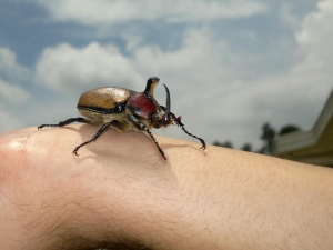 beetle