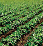knorr-img1.jpg