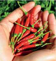 knorr-img2.jpg