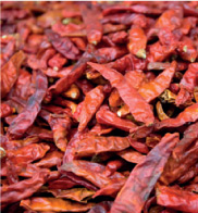 knorr-img3.jpg