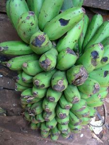 343984_green_bananas.jpg