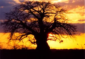 758833_africa_sunset_1.jpg