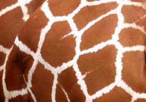 850392_giraffe.jpg