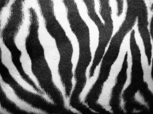 935692_zebra.jpg