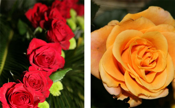 roze.jpg